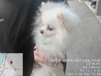 [개] 포메라니안 대전-중구-2025-00088 유기동물 배경 이미지 입니다.