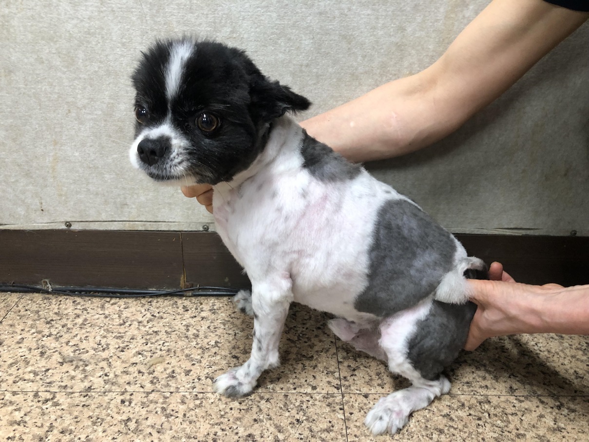 [개] 포메라니안 부산-연제-2025-00085 유기동물 배경 이미지 입니다.