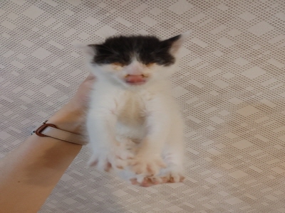 (사)동부동물보호협회_426330202500082