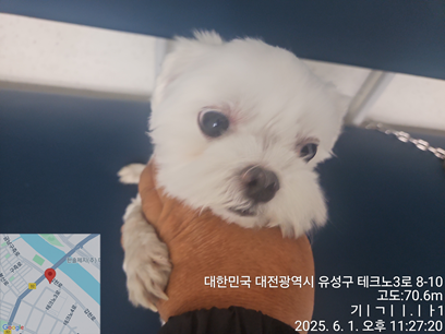 [개] 말티즈 대전-중구-2025-00089 유기동물 배경 이미지 입니다.