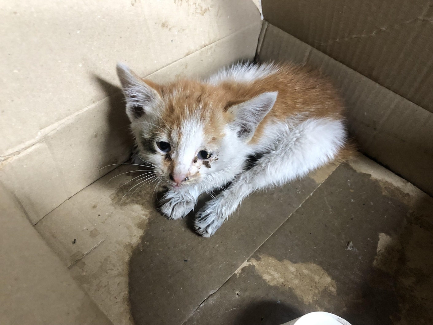[고양이] 한국 고양이 부산-연제-2025-00086 유기동물 배경 이미지 입니다.