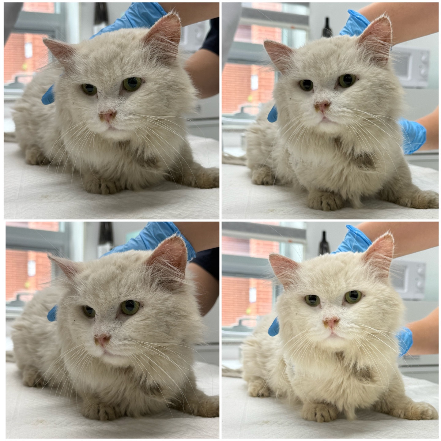 [고양이] 스코티쉬스트레이트장모 충남-천안-2025-00308 유기동물 배경 이미지 입니다.