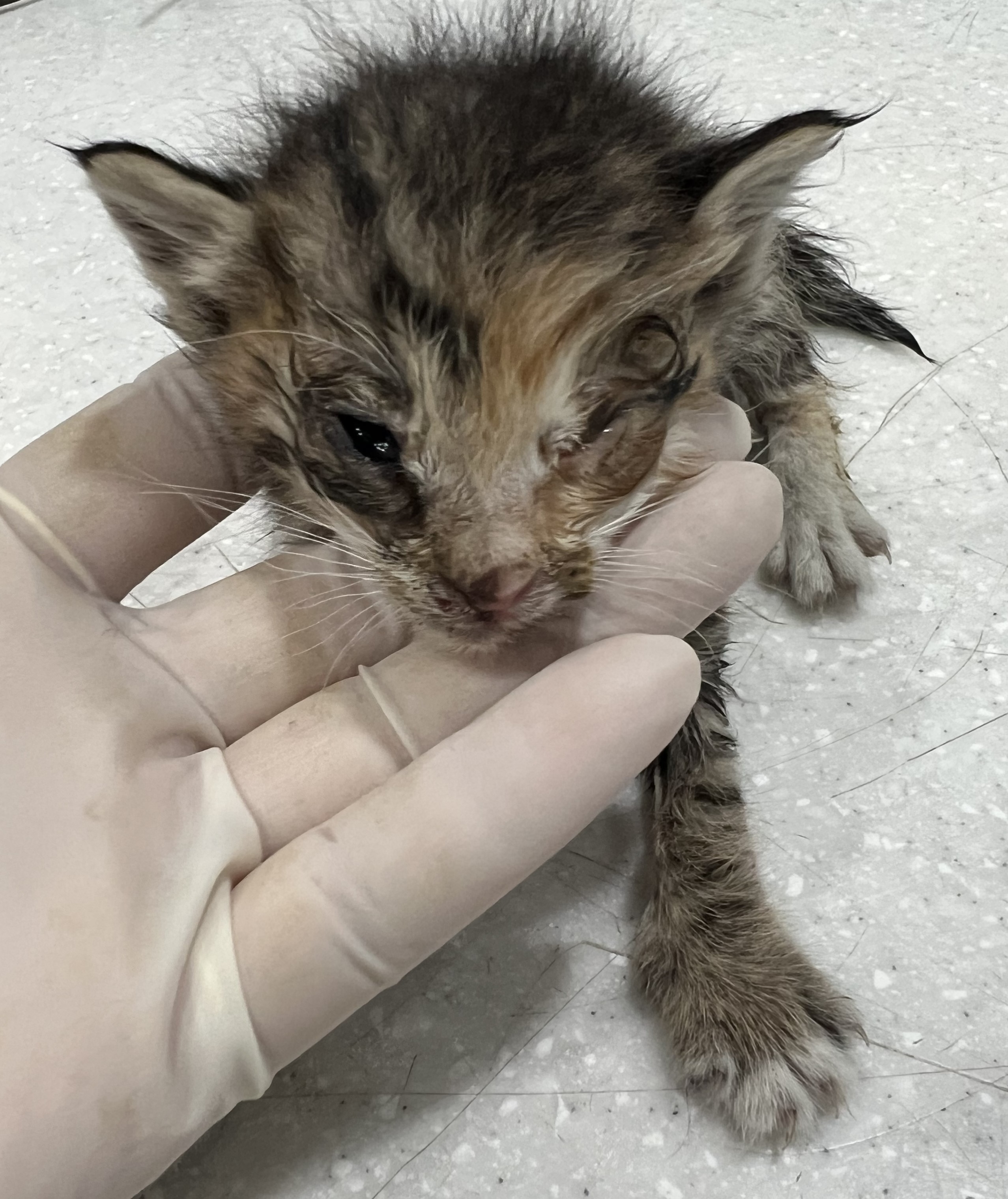 [고양이] 한국 고양이 서울-마포-2025-00069 유기동물 배경 이미지 입니다.