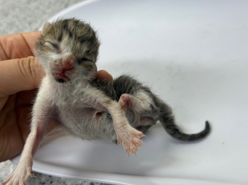 [고양이] 한국 고양이 광주-북구-2025-00226 유기동물 배경 이미지 입니다.
