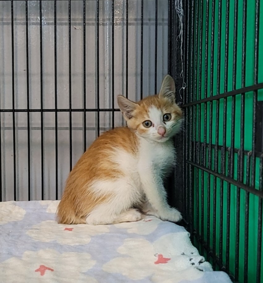 [고양이] 믹스묘 전북-군산-2025-00574 유기동물 배경 이미지 입니다.