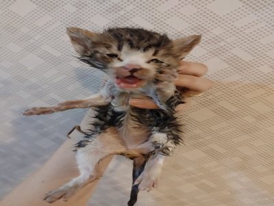 [고양이] 믹스묘 부산-동래-2025-00084 유기동물 배경 이미지 입니다.