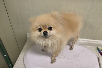 [개] 포메라니안 부산-동래-2025-00087 유기동물 배경 이미지 입니다.