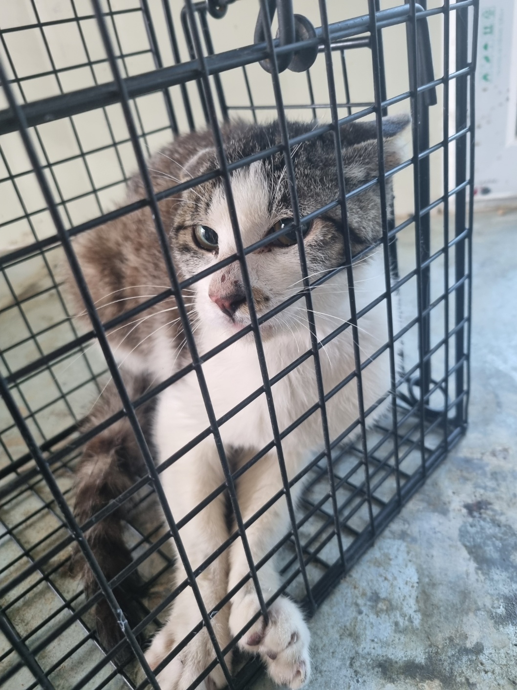 부안군 동물보호센터_445479202500747