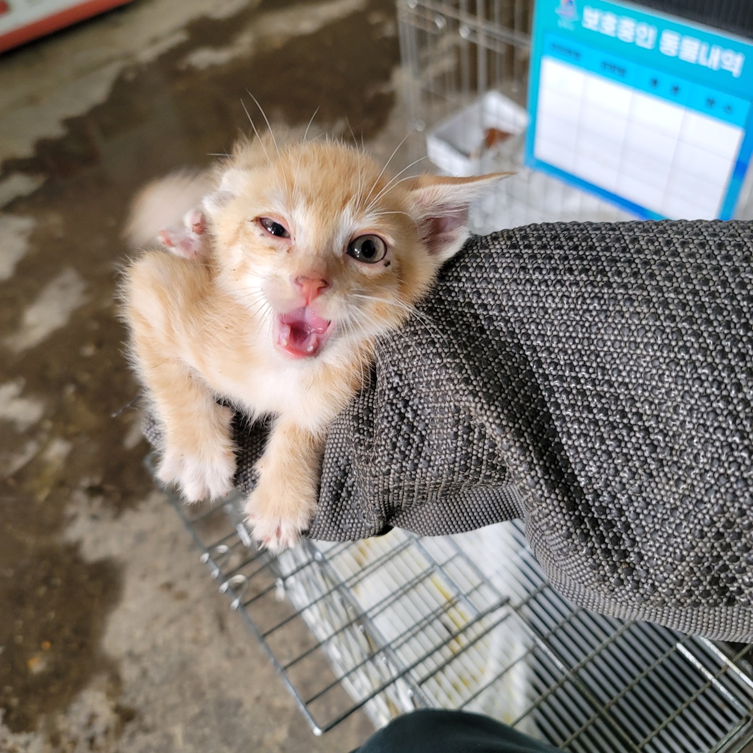 [고양이] 한국 고양이 경기-평택-2025-00826 유기동물 배경 이미지 입니다.