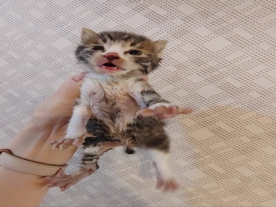 [고양이] 믹스묘 부산-동래-2025-00083 유기동물 배경 이미지 입니다.