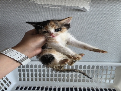[고양이] 믹스묘 부산-동래-2025-00086 유기동물 배경 이미지 입니다.