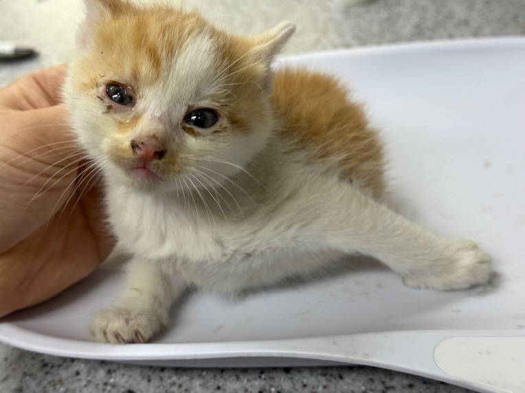 [고양이] 한국 고양이 광주-북구-2025-00228 유기동물 배경 이미지 입니다.