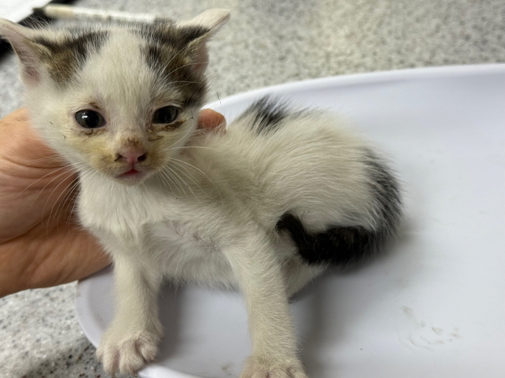 [고양이] 한국 고양이 광주-북구-2025-00227 유기동물 배경 이미지 입니다.