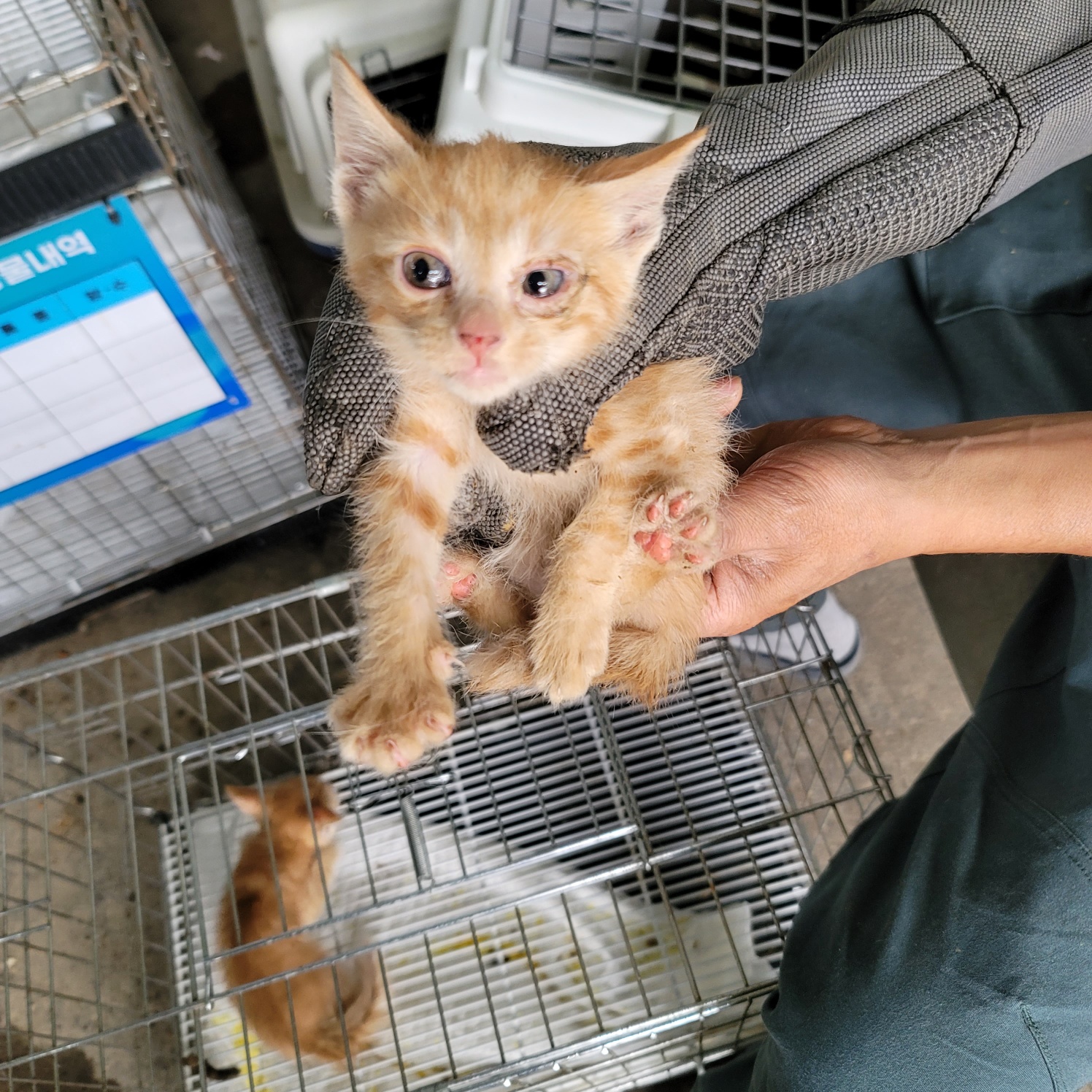 [고양이] 한국 고양이 경기-평택-2025-00827 유기동물 배경 이미지 입니다.