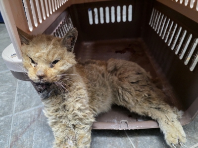 [고양이] 믹스묘 부산-동래-2025-00085 유기동물 배경 이미지 입니다.