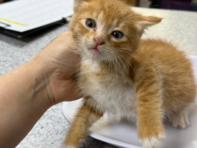 [고양이] 한국 고양이 광주-광산-2025-00216 유기동물 배경 이미지 입니다.