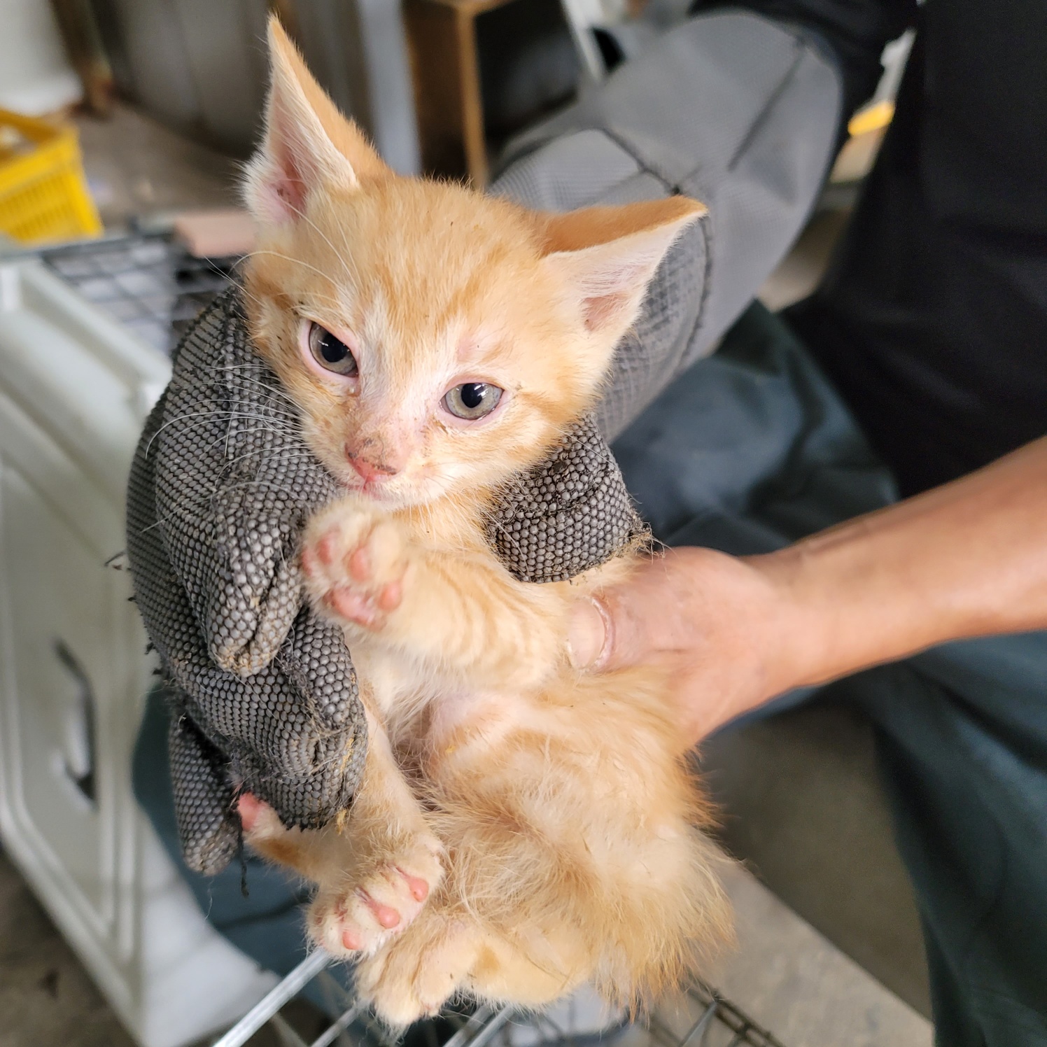 [고양이] 한국 고양이 경기-평택-2025-00829 유기동물 배경 이미지 입니다.