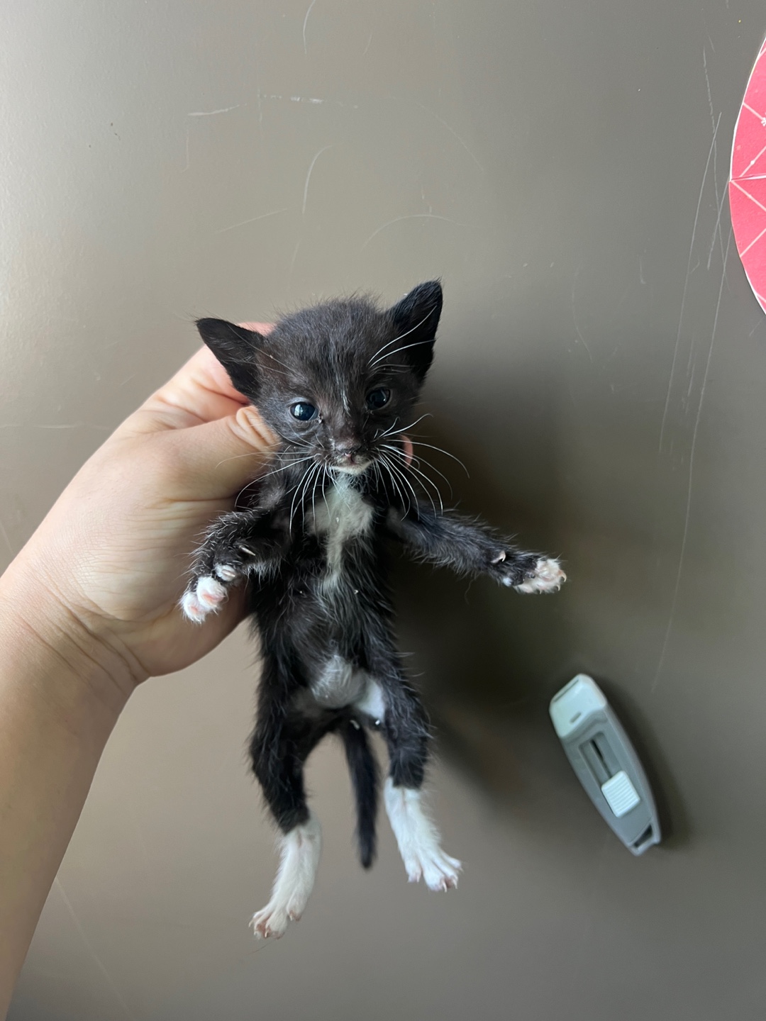 [고양이] 한국 고양이 부산-영도-2025-00077 유기동물 배경 이미지 입니다.