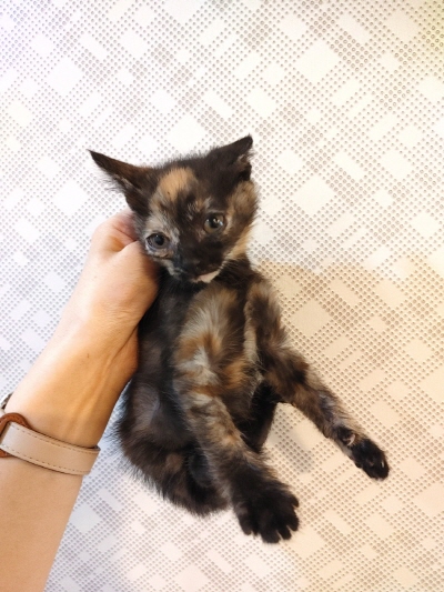 [고양이] 믹스묘 부산-수영-2025-00128 유기동물 배경 이미지 입니다.