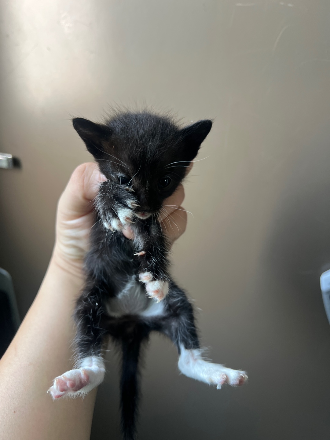 [고양이] 한국 고양이 부산-영도-2025-00078 유기동물 배경 이미지 입니다.