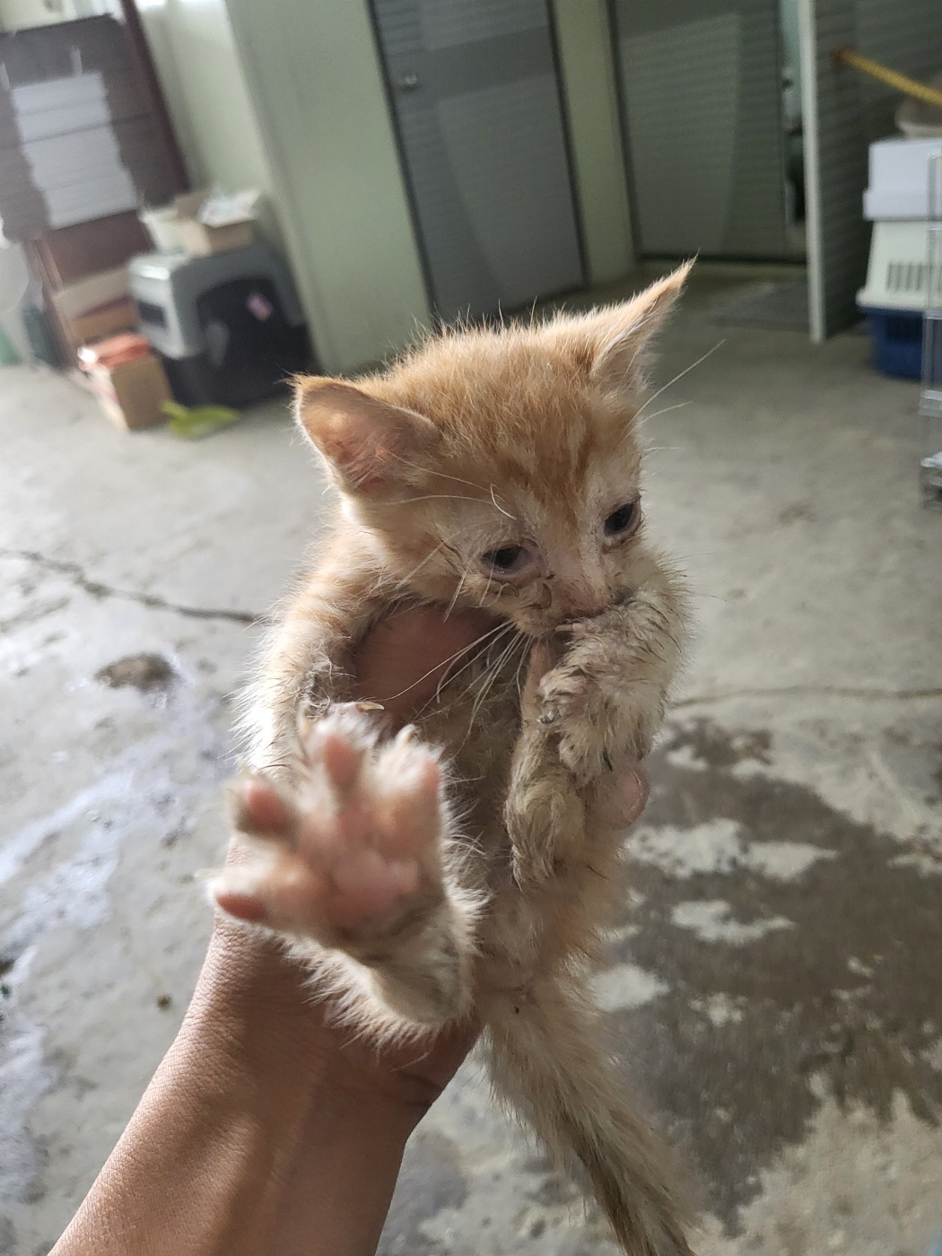 [고양이] 한국 고양이 경기-평택-2025-00832 유기동물 배경 이미지 입니다.