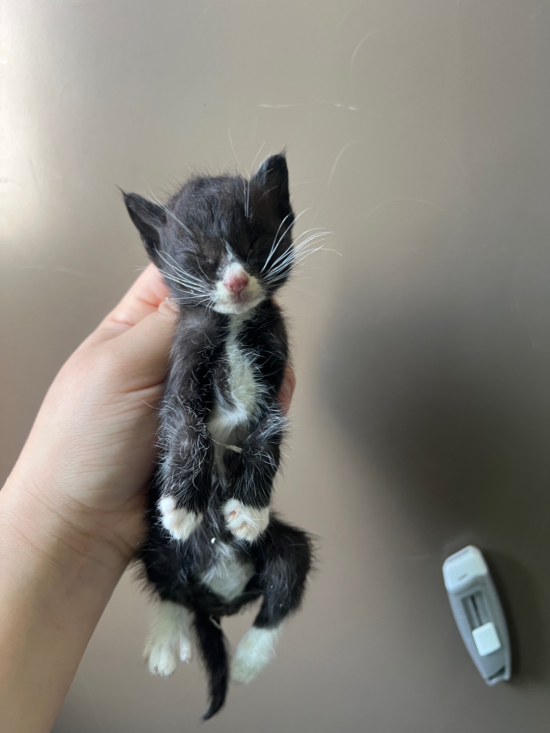 [고양이] 한국 고양이 부산-영도-2025-00076 유기동물 배경 이미지 입니다.