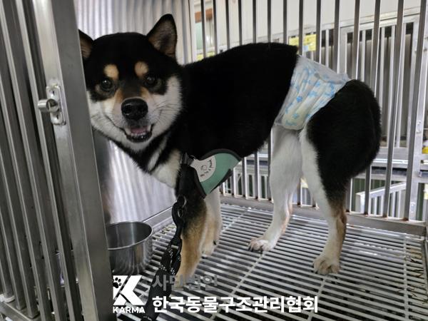 [개] 시바 경기-의정부-2025-00137 유기동물 배경 이미지 입니다.