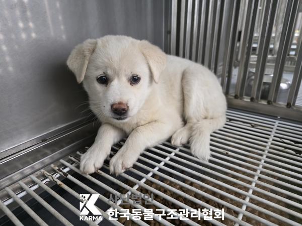[개] 믹스견 경기-양주-2025-00260 유기동물 배경 이미지 입니다.
