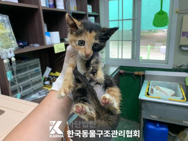 [고양이] 한국 고양이 경기-연천-2025-00202 유기동물 배경 이미지 입니다.