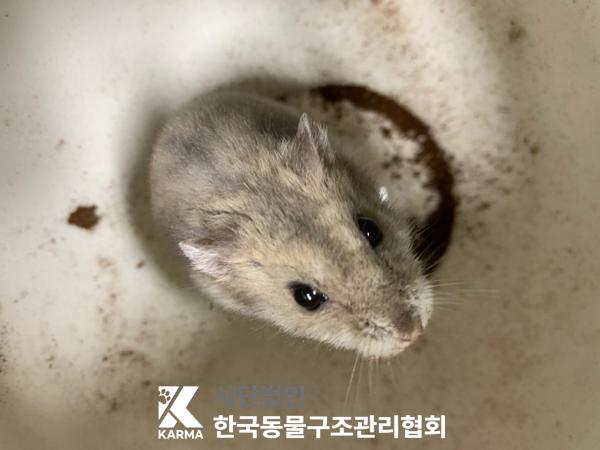 [기타축종] 햄스터 경기-양주-2025-00266 유기동물 배경 이미지 입니다.