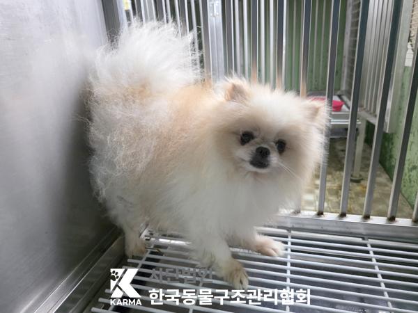 [개] 포메라니안 서울-금천-2025-00079 유기동물 배경 이미지 입니다.