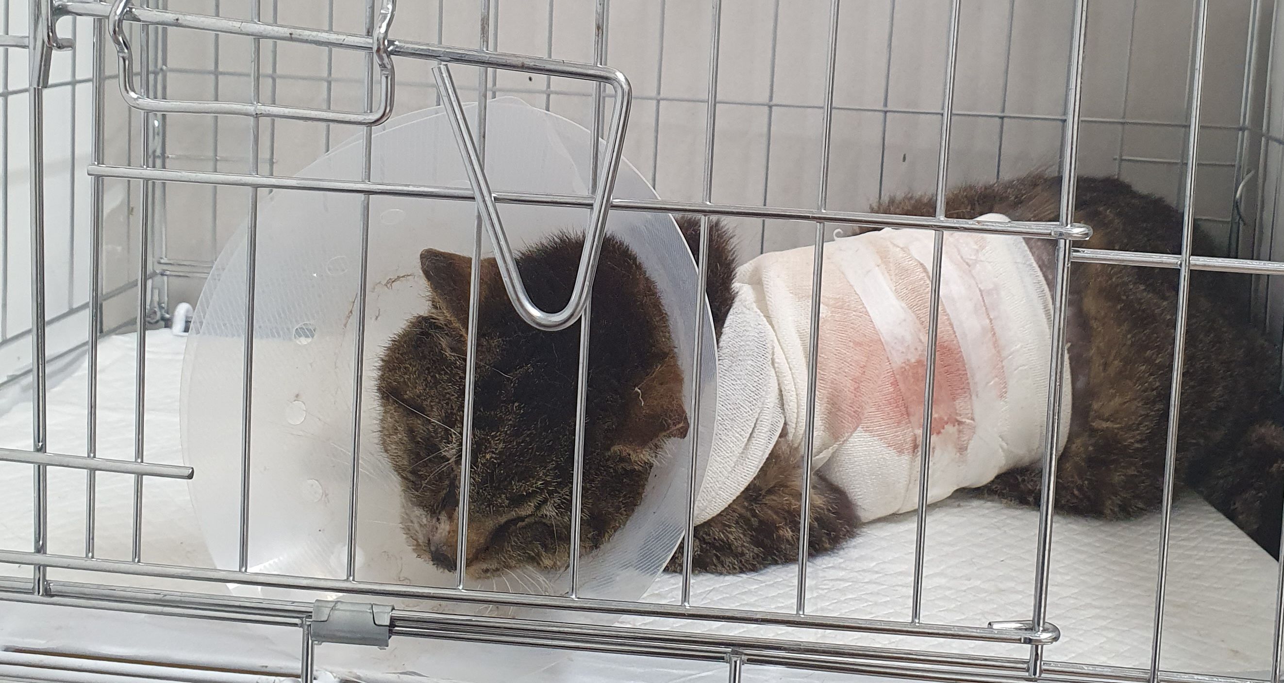 [고양이] 한국 고양이 서울-동작-2025-00091 유기동물 배경 이미지 입니다.