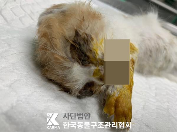 [고양이] 한국 고양이 경기-양주-2025-00264 유기동물 배경 이미지 입니다.