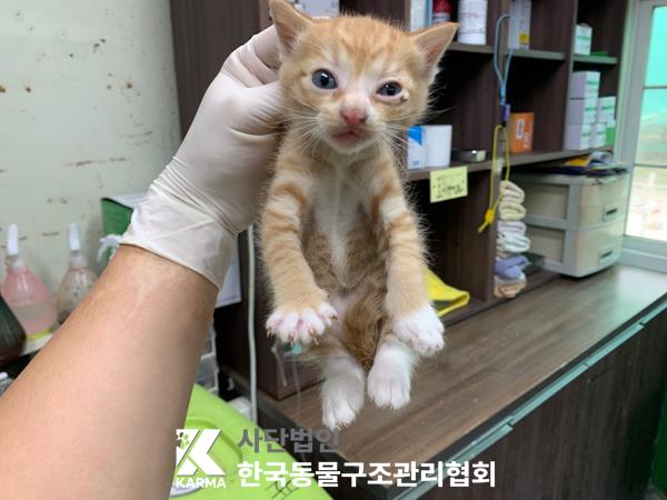 [고양이] 한국 고양이 경기-포천-2025-00494 유기동물 배경 이미지 입니다.