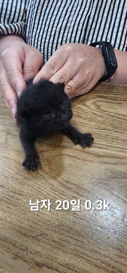 [고양이] 한국 고양이 충북-옥천-2025-00220 유기동물 배경 이미지 입니다.