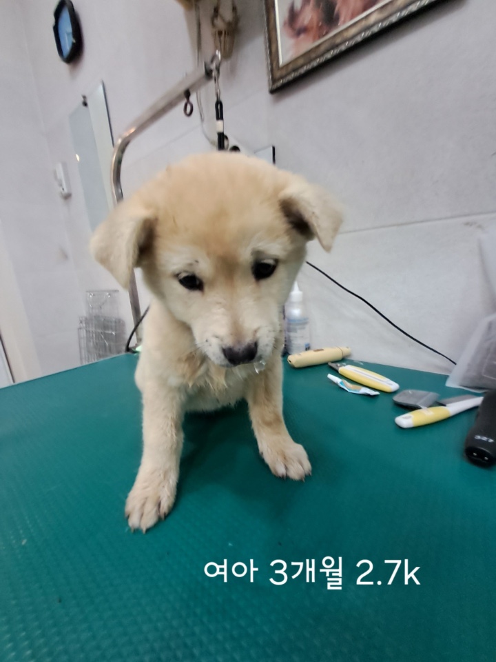 [개] 믹스견 충북-옥천-2025-00221 유기동물 배경 이미지 입니다.