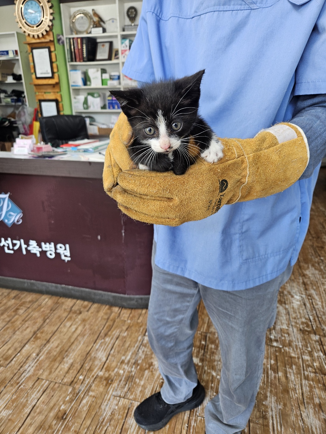 [고양이] 믹스묘 강원-정선-2025-00160 유기동물 배경 이미지 입니다.