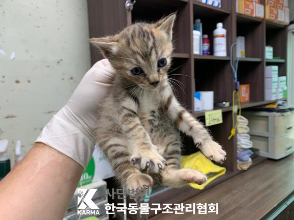 [고양이] 한국 고양이 경기-포천-2025-00492 유기동물 배경 이미지 입니다.