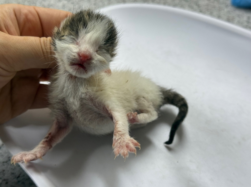[고양이] 한국 고양이 광주-서구-2025-00150 유기동물 배경 이미지 입니다.