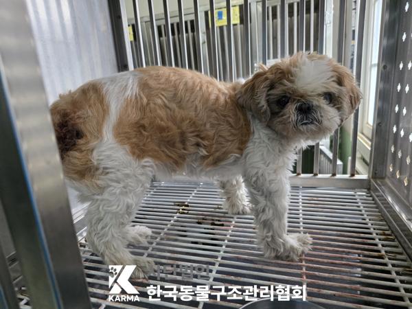 [개] 시츄 서울-성북-2025-00060 유기동물 배경 이미지 입니다.