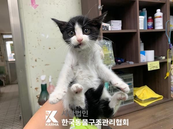 [고양이] 한국 고양이 서울-금천-2025-00078 유기동물 배경 이미지 입니다.