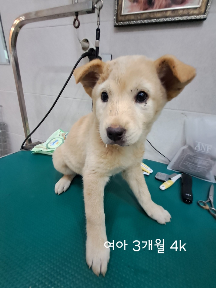 [개] 믹스견 충북-옥천-2025-00222 유기동물 배경 이미지 입니다.