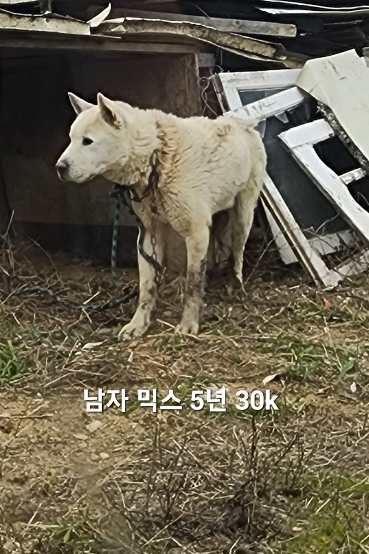 [개] 믹스견 충북-옥천-2025-00219 유기동물 배경 이미지 입니다.