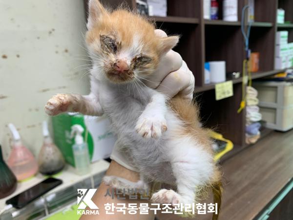 [고양이] 한국 고양이 경기-양주-2025-00262 유기동물 배경 이미지 입니다.