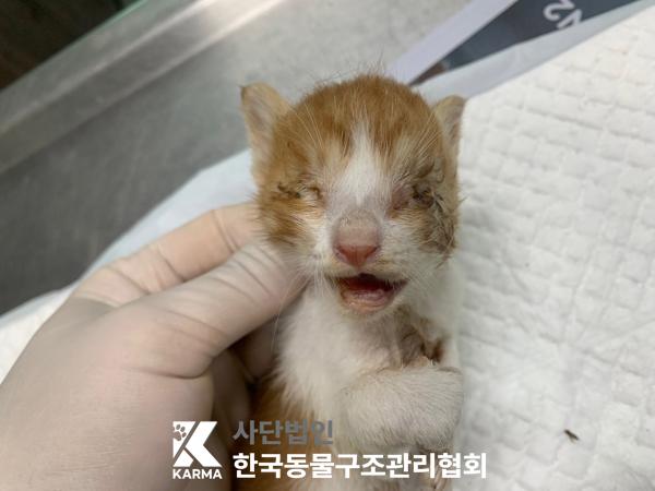 [고양이] 한국 고양이 경기-양주-2025-00263 유기동물 배경 이미지 입니다.