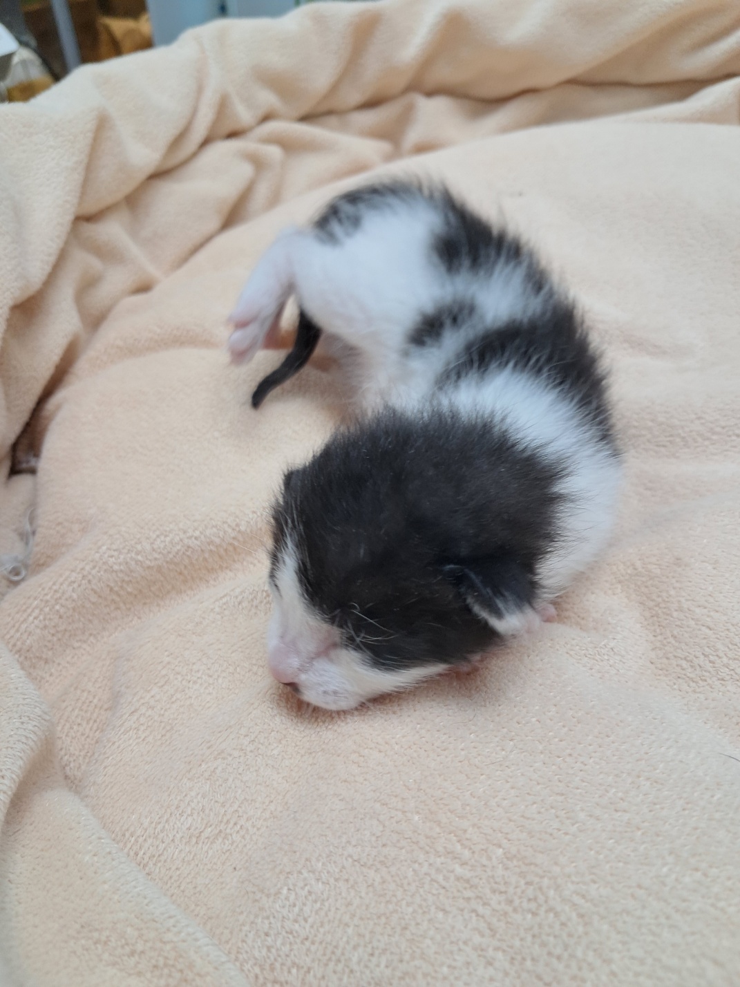 [고양이] 한국 고양이 울산-남구-2025-00159 유기동물 배경 이미지 입니다.