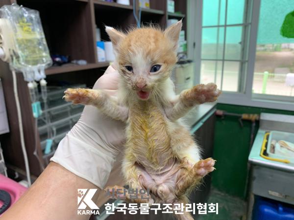 [고양이] 한국 고양이 경기-포천-2025-00495 유기동물 배경 이미지 입니다.