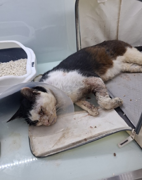 [고양이] 한국 고양이 전남-영암-2025-00214 유기동물 배경 이미지 입니다.