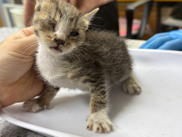 [고양이] 한국 고양이 광주-서구-2025-00147 유기동물 배경 이미지 입니다.