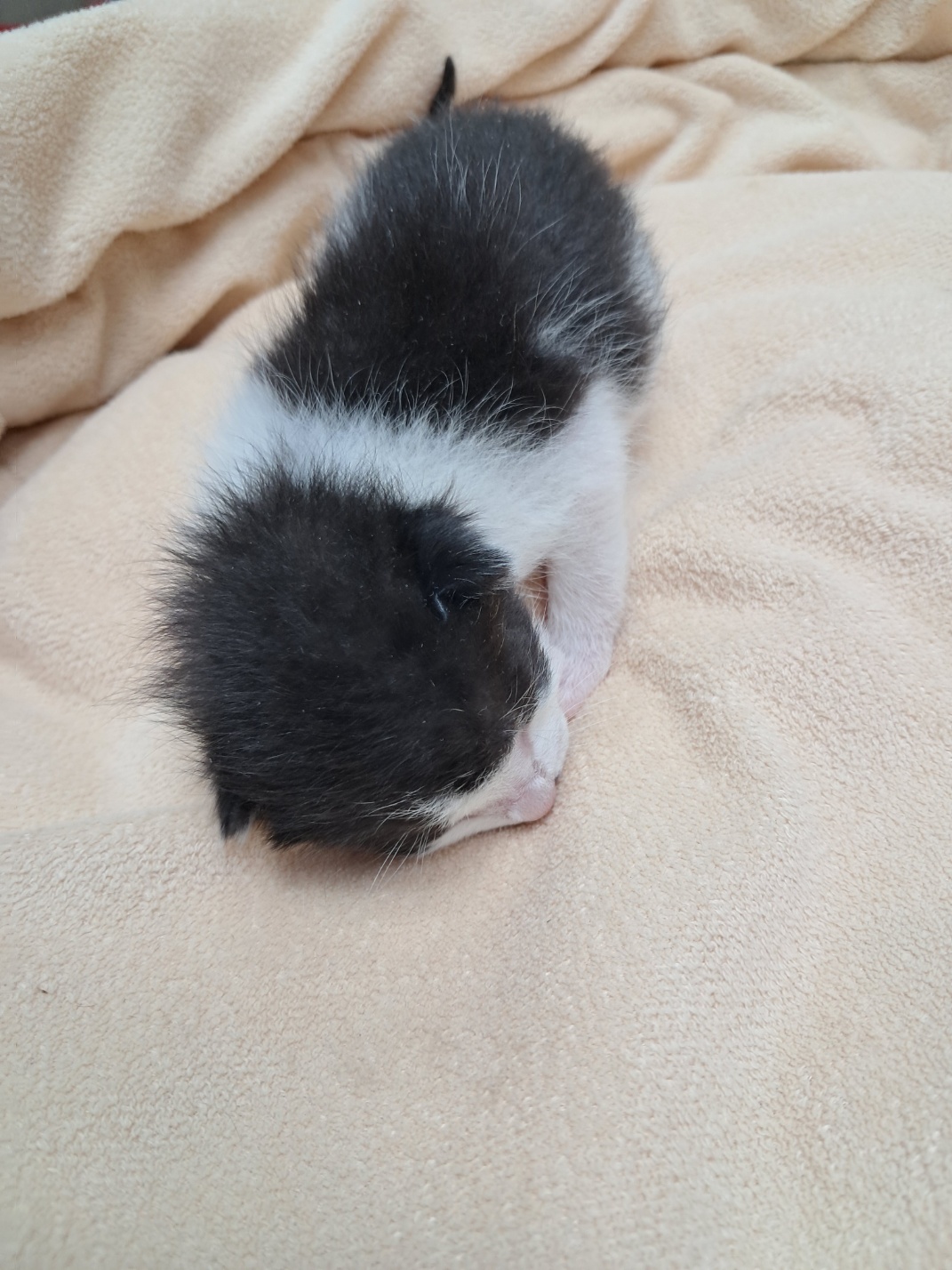 [고양이] 한국 고양이 울산-남구-2025-00158 유기동물 배경 이미지 입니다.